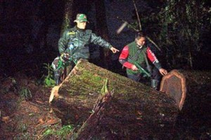 Babinsa bersama bersamas Polhut Amankan 20 batang kayu jenis sonokeling di kawasan zona inti TNGC..
